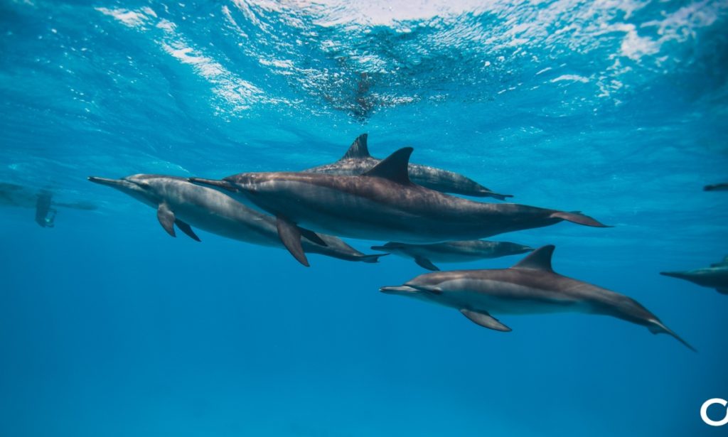 The Egyptian Maldives: Rediscovering Marsa Alam with Roam Egypt