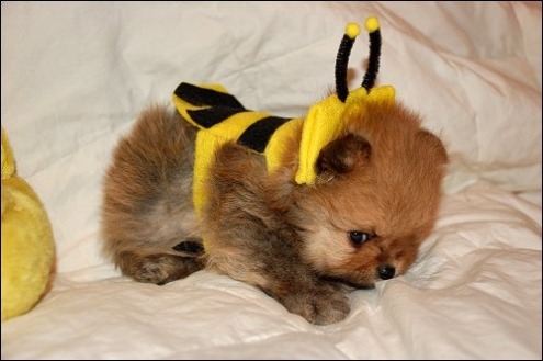 Bumble Pup