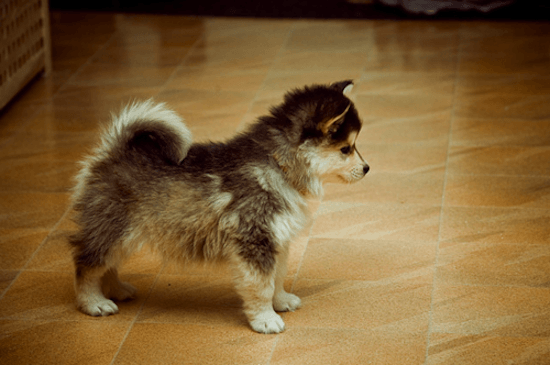 Pomsky
