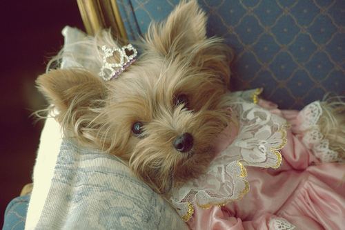 Puppy Princess