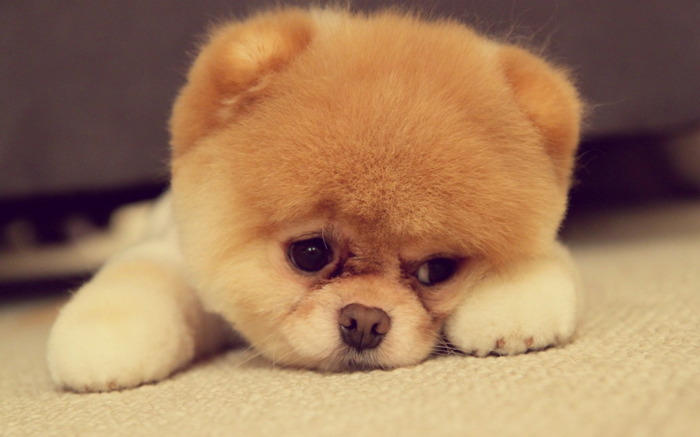 pomsky