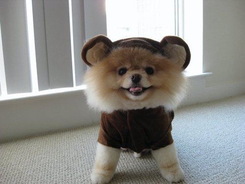 Pomouse