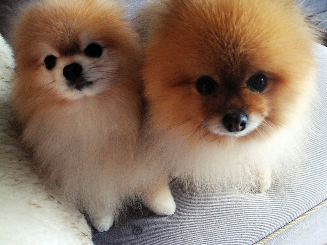 pomskypair