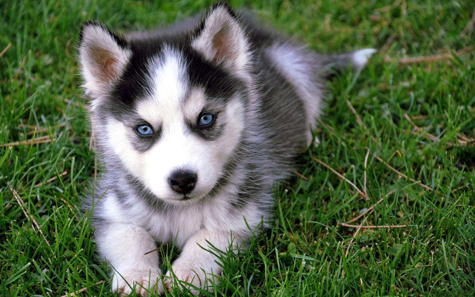 pomskypup