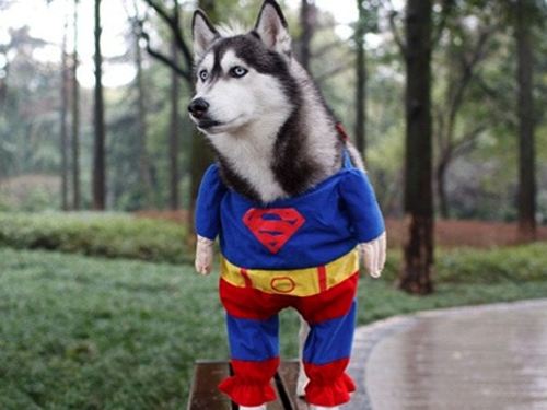 Super Husky