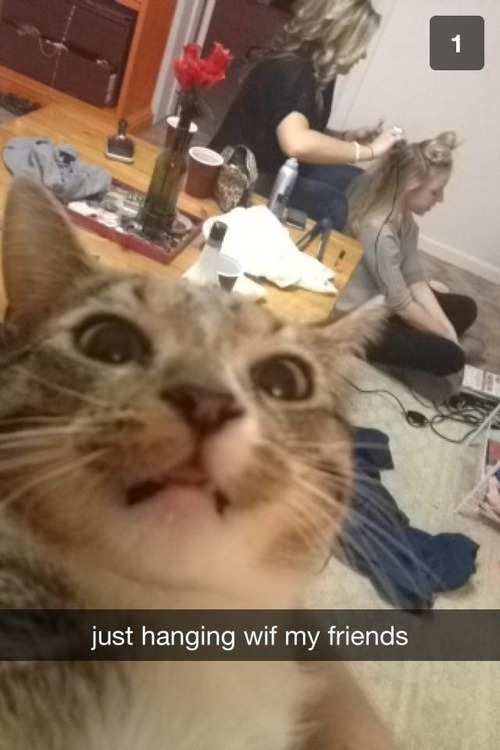 cat pics