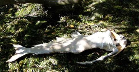 ‘Mermaid’ Found in Egypt