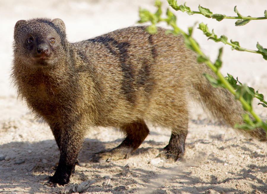 EgyptianMongoose
