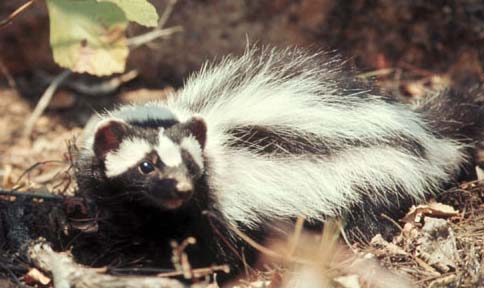 SaharanstripedPolecat