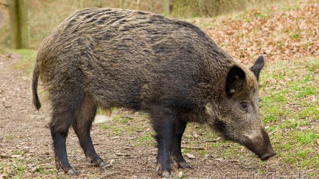WildBoar