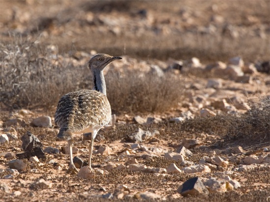550px-Houbara_Bustard