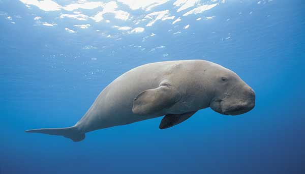 Dugongs