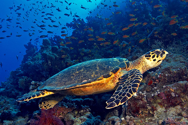 Hawksbill_Sea_Turtle