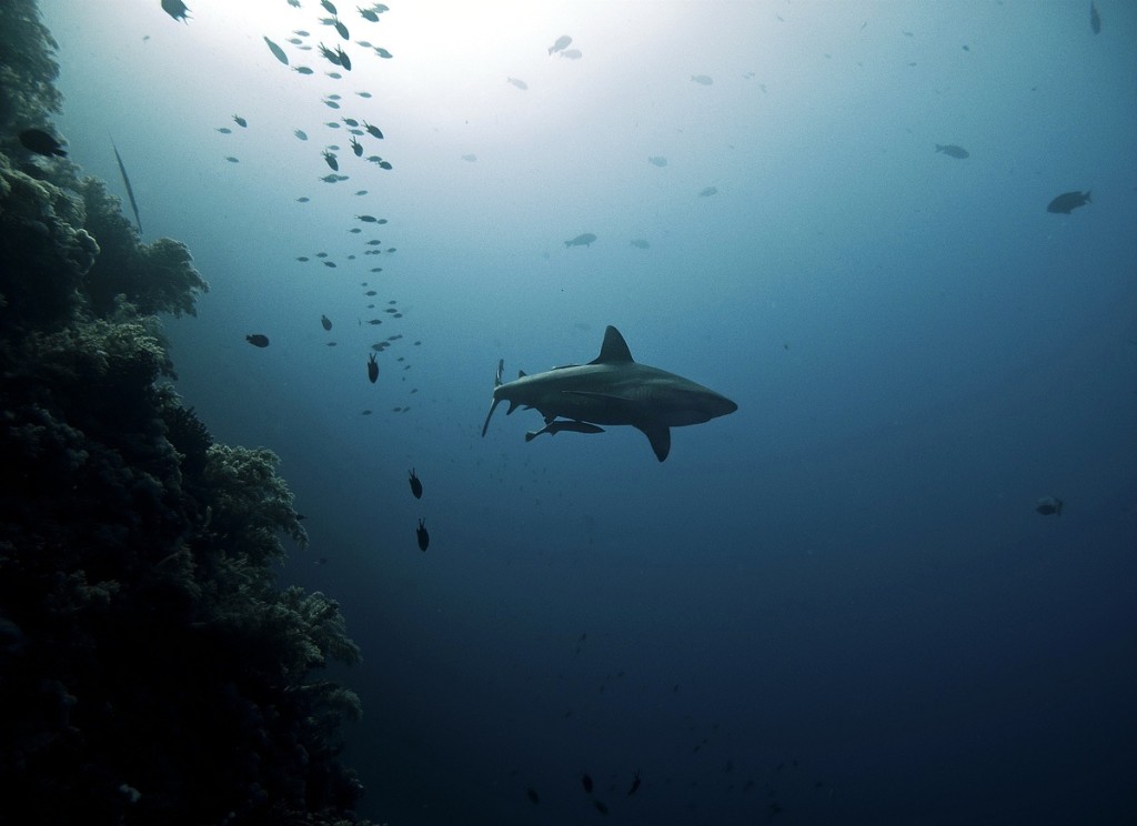Swim with the sharks in the waters off of Brothers Island, Red Sea.