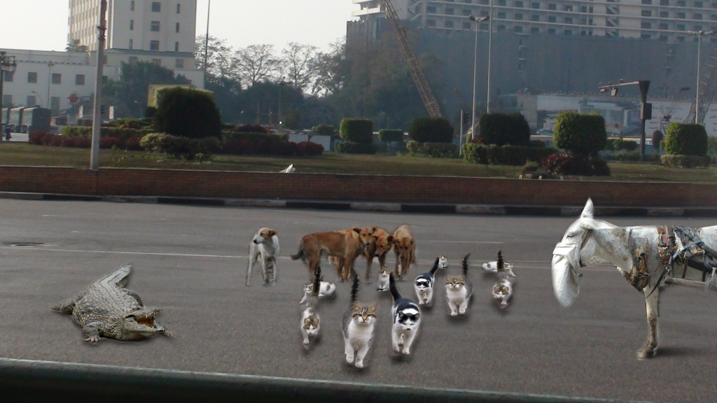 cats in tahrir