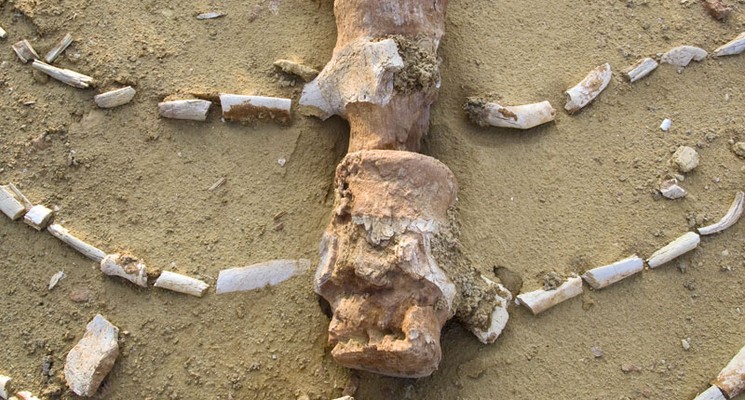 fayoumwhales