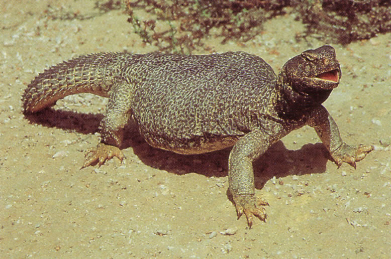 spiny-tailed lizard_png