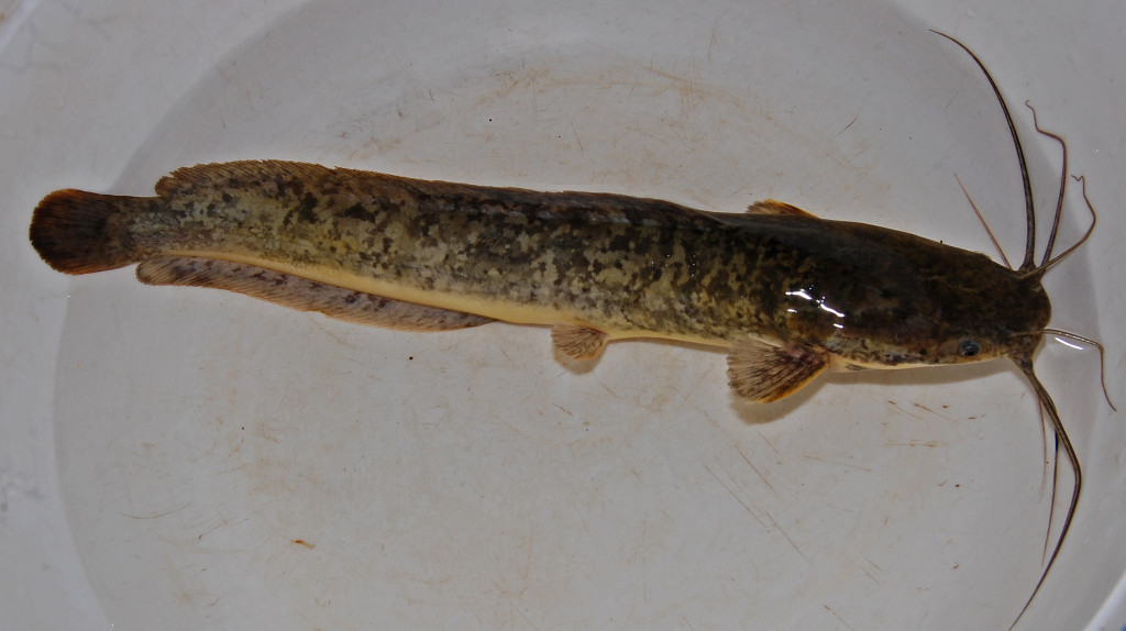 Clarias_garie_080516_9142_tdp