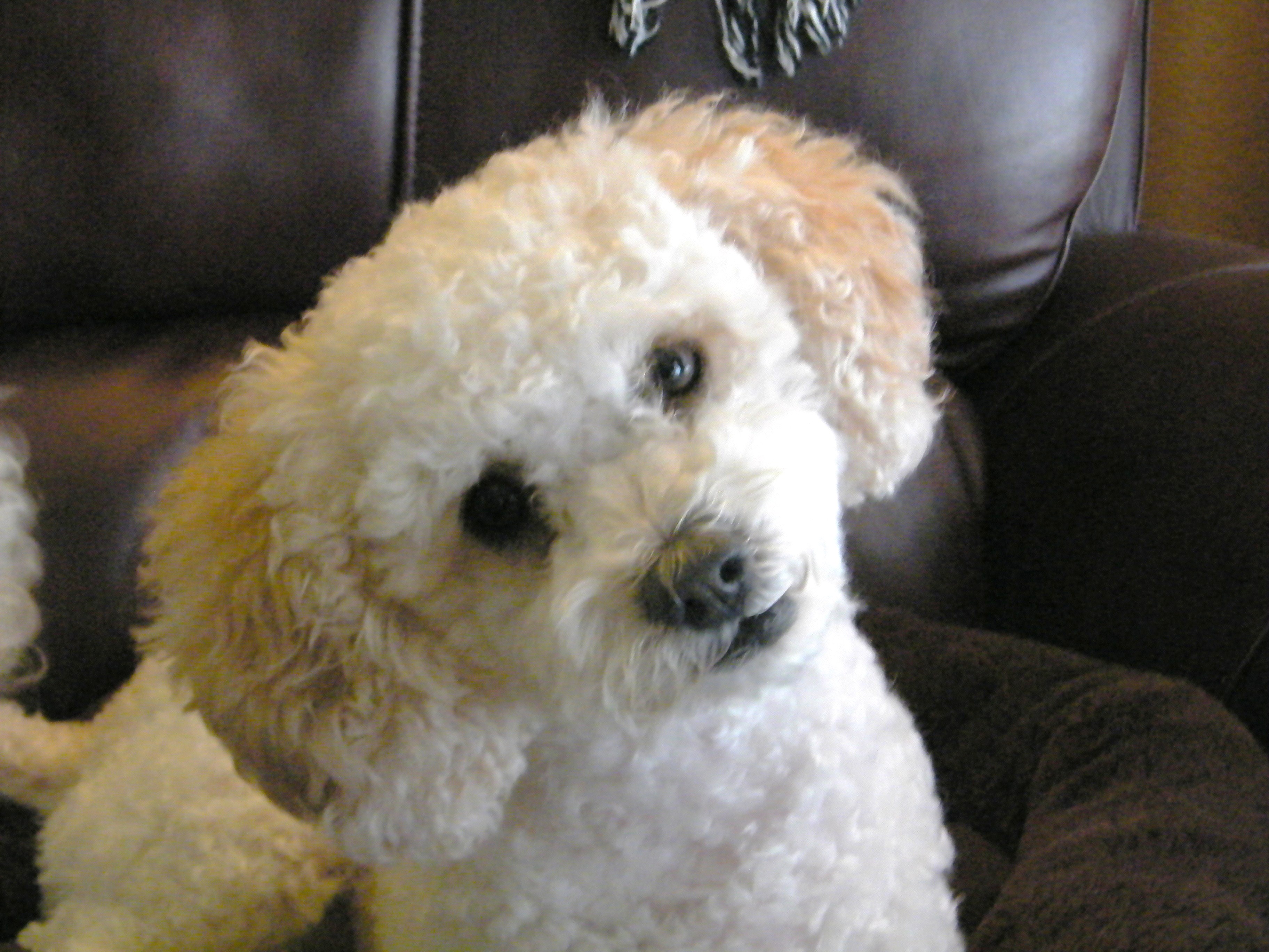 GiGi Von Schnoodle (2)