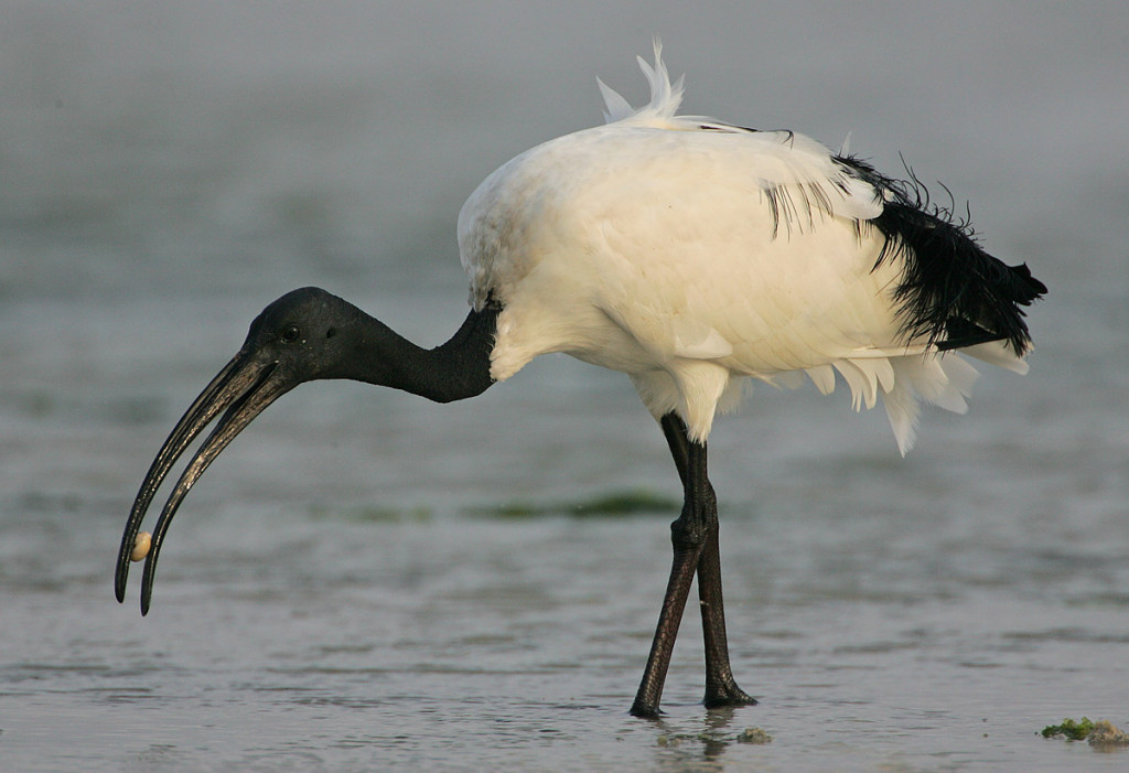 Threskiornis_aethiopicus_-Mida_Creek_mud_flats,_Kenya-8