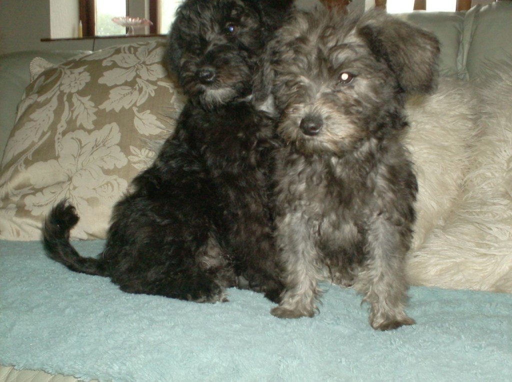 f1-schnoodle-pups-51cd86d7a66e9