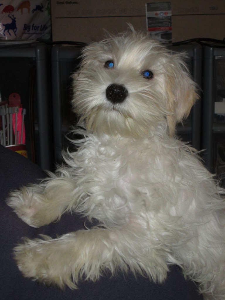 rare-white-schnoodle-pups-52950c0368f49