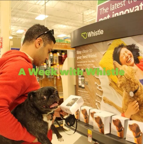 Ahmed and Lucy (@dogsofinstagram/Instagram)