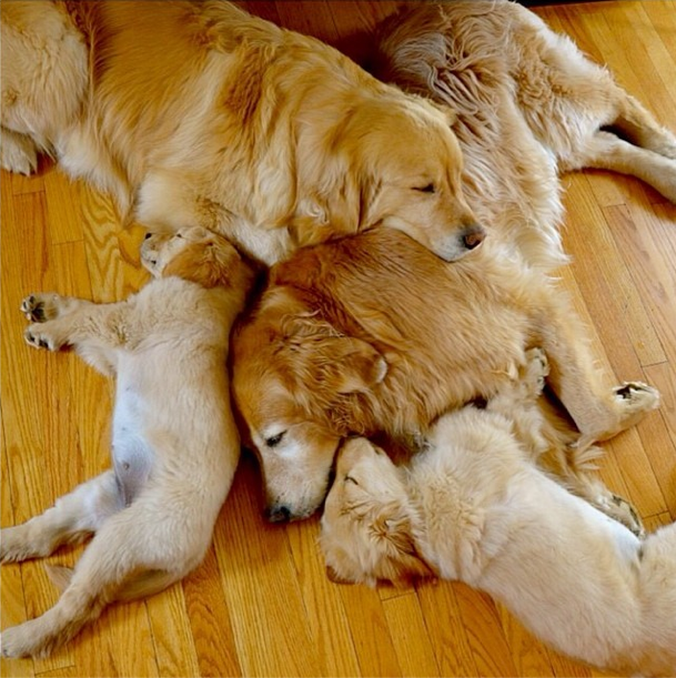 @sharonlefebvre (@dogsofinstagram/Instagram)