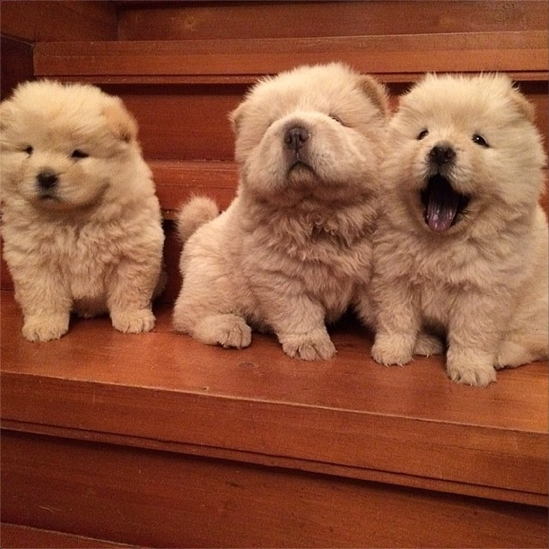 @Hellloisesoliven (@dogsofinstagram/Instagram)