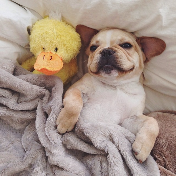 @thelifeof_hank (@dogsofinstagram/Instagram)