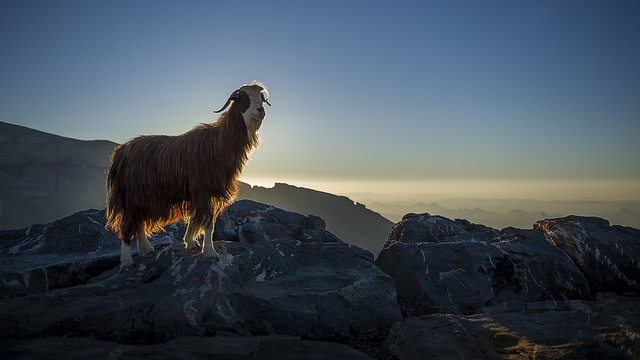 Mountain Goat (Krishna Kumar/flickr)