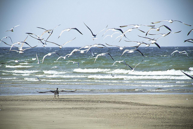 (marcveraart/flickr)