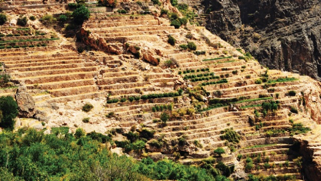 Terraces of rose bushes in Jabal Akhdar (timesofoman.com)