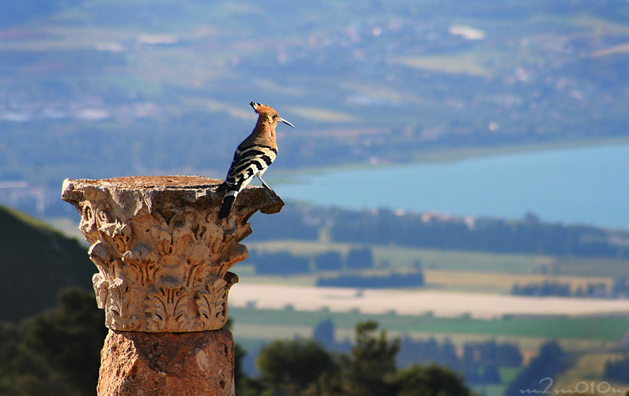 (Maamoun Ahmed/500px)