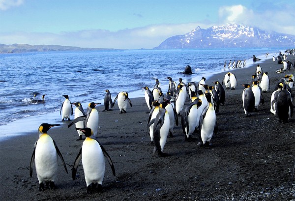 penguinswalk-600x409
