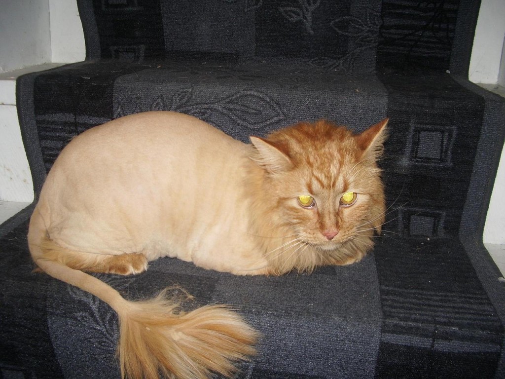 b5ecae015a9ffd45958e23cd740be4cf