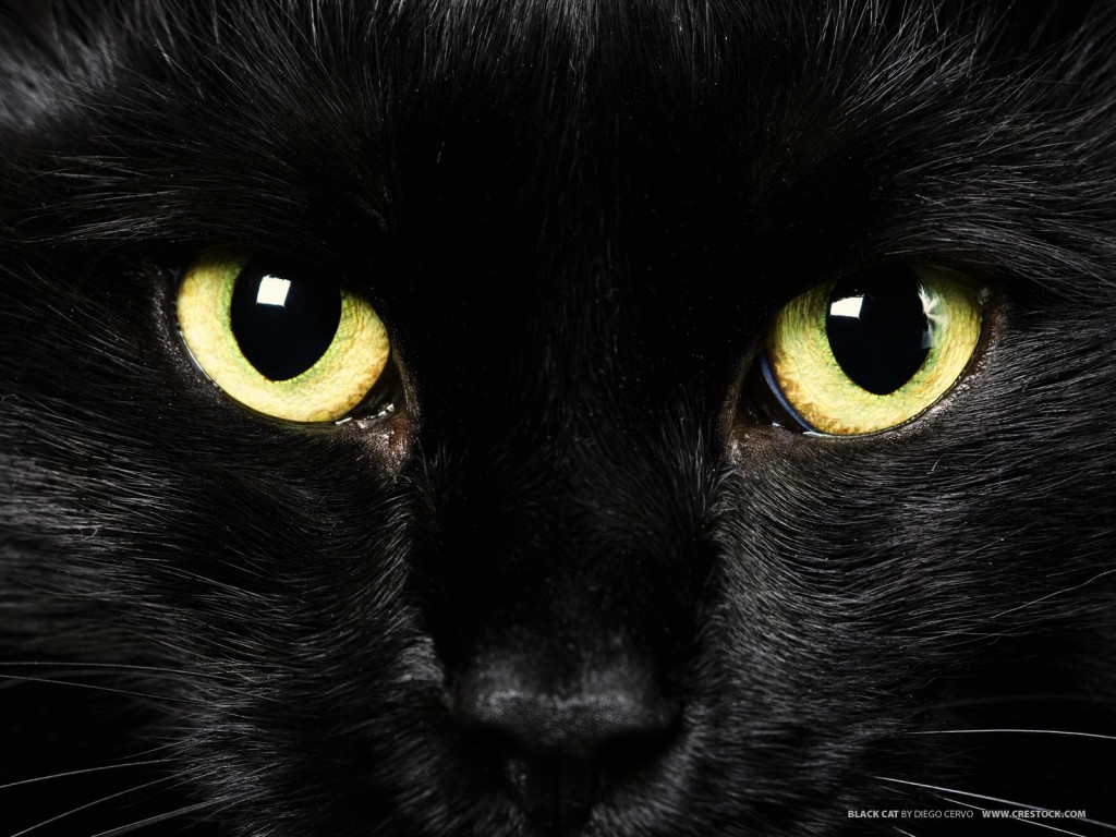 blackcat