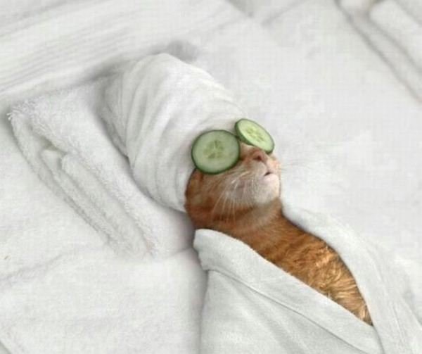 cat.29125333_std