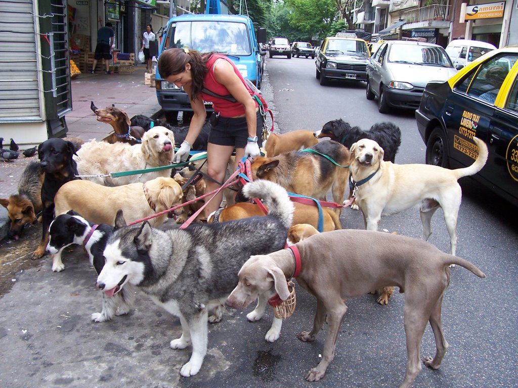 dogwalker