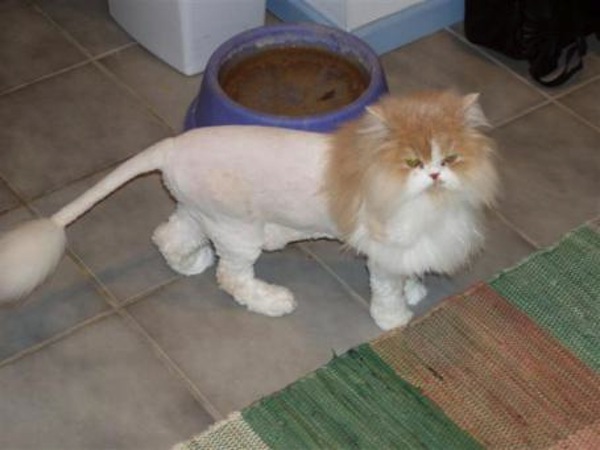 lioncut