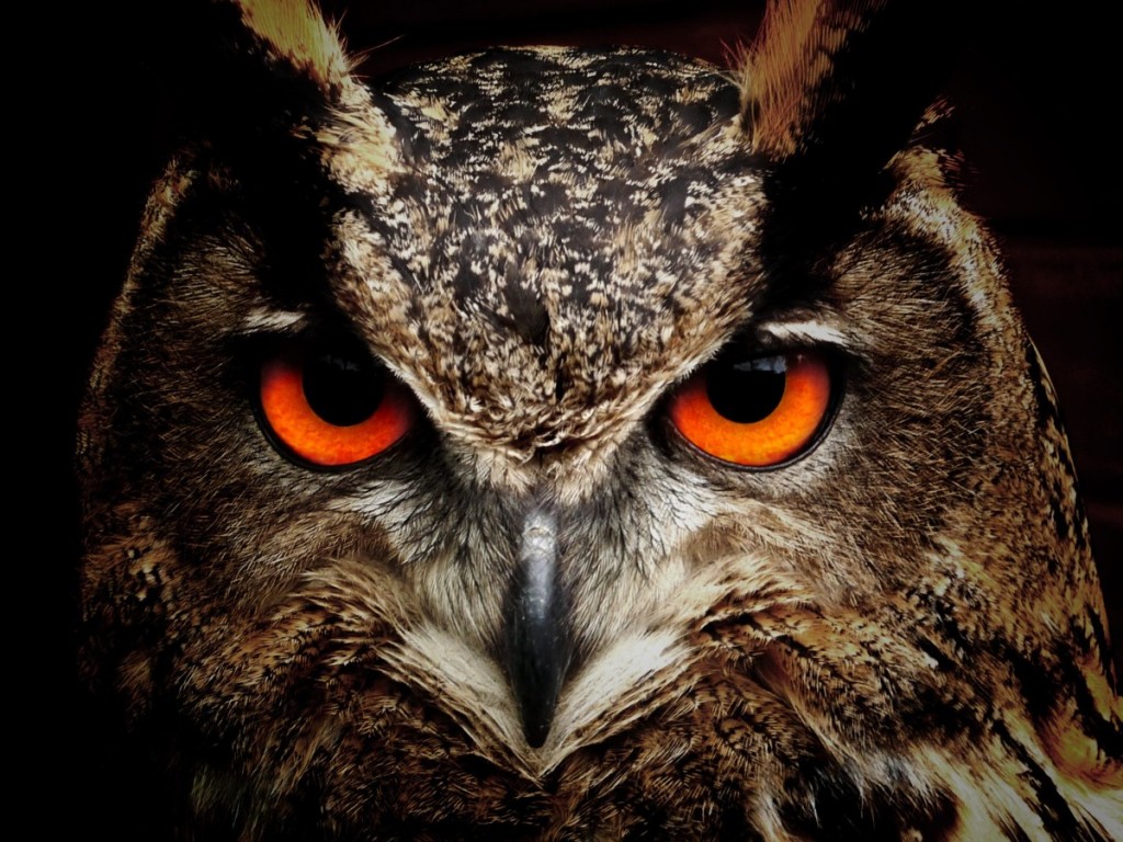 owl
