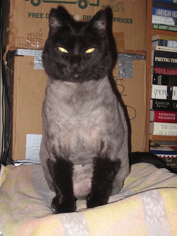 shavedcat4