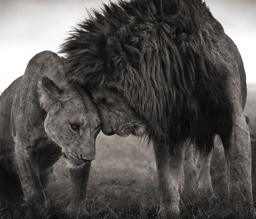 lions