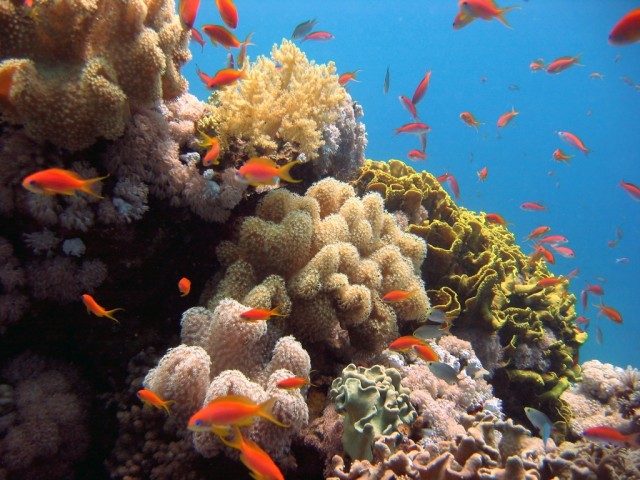 red-sea-diving-sudan