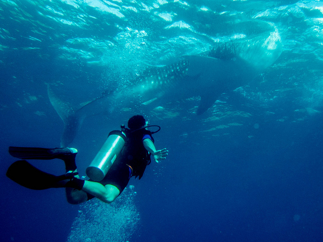 Diving with Shark Whales in the Philippines (adametrnal/flickr)