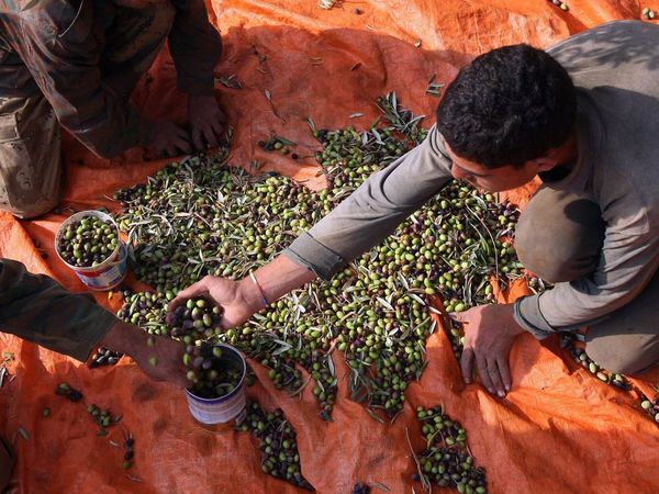 olive-picking-ajlun-jordan_11369_600x450