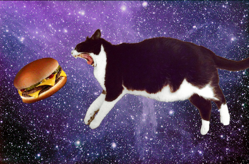 space-cat-eating-burger_158615