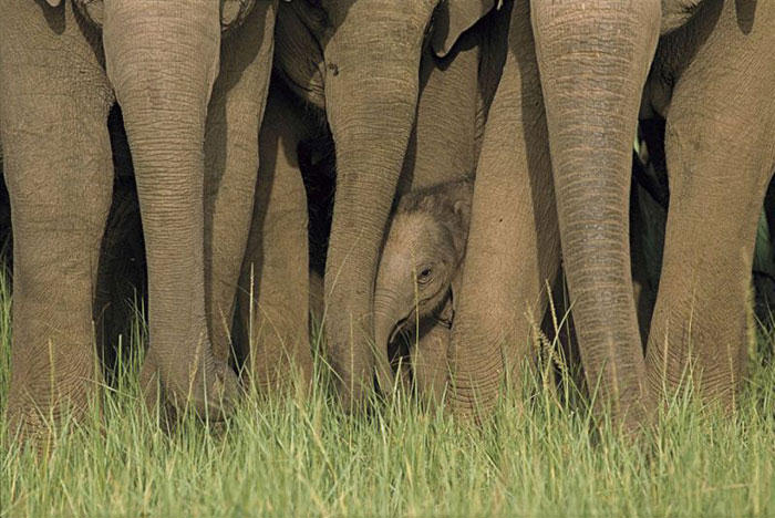 elephants