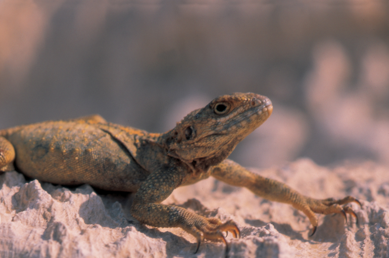 Copyright Manu Schwingel and Wadi Gimal National Park