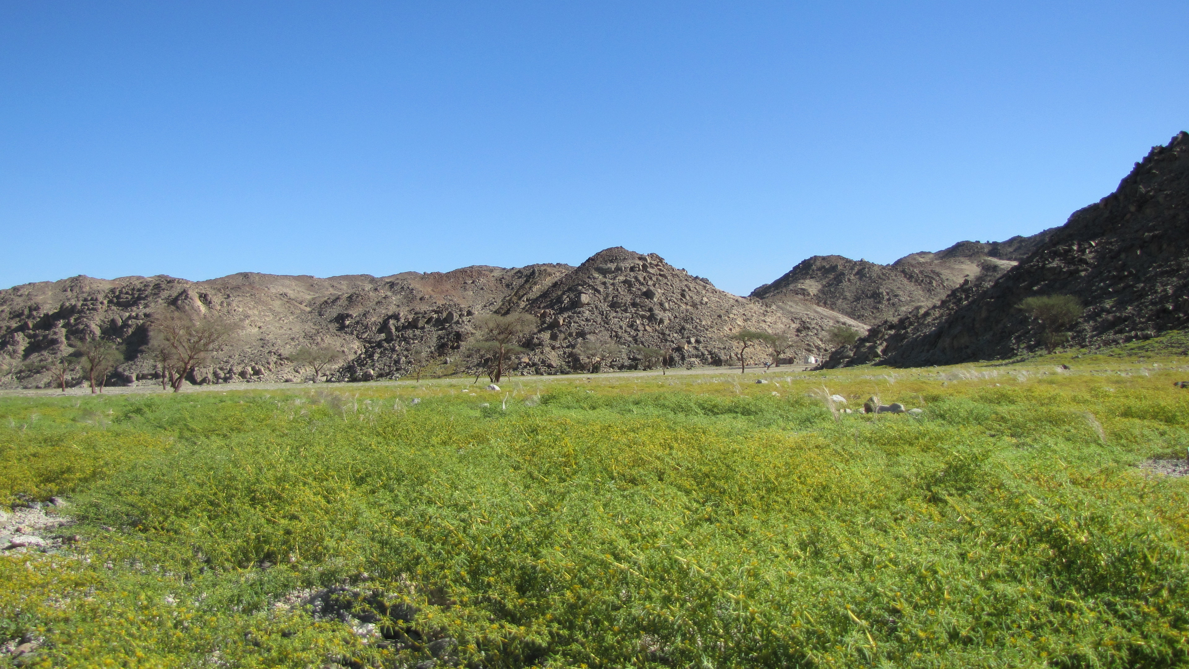Copyright Manu Schwingel and Wadi Gimal National Park